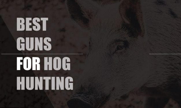 5 Best Guns for Hog Hunting